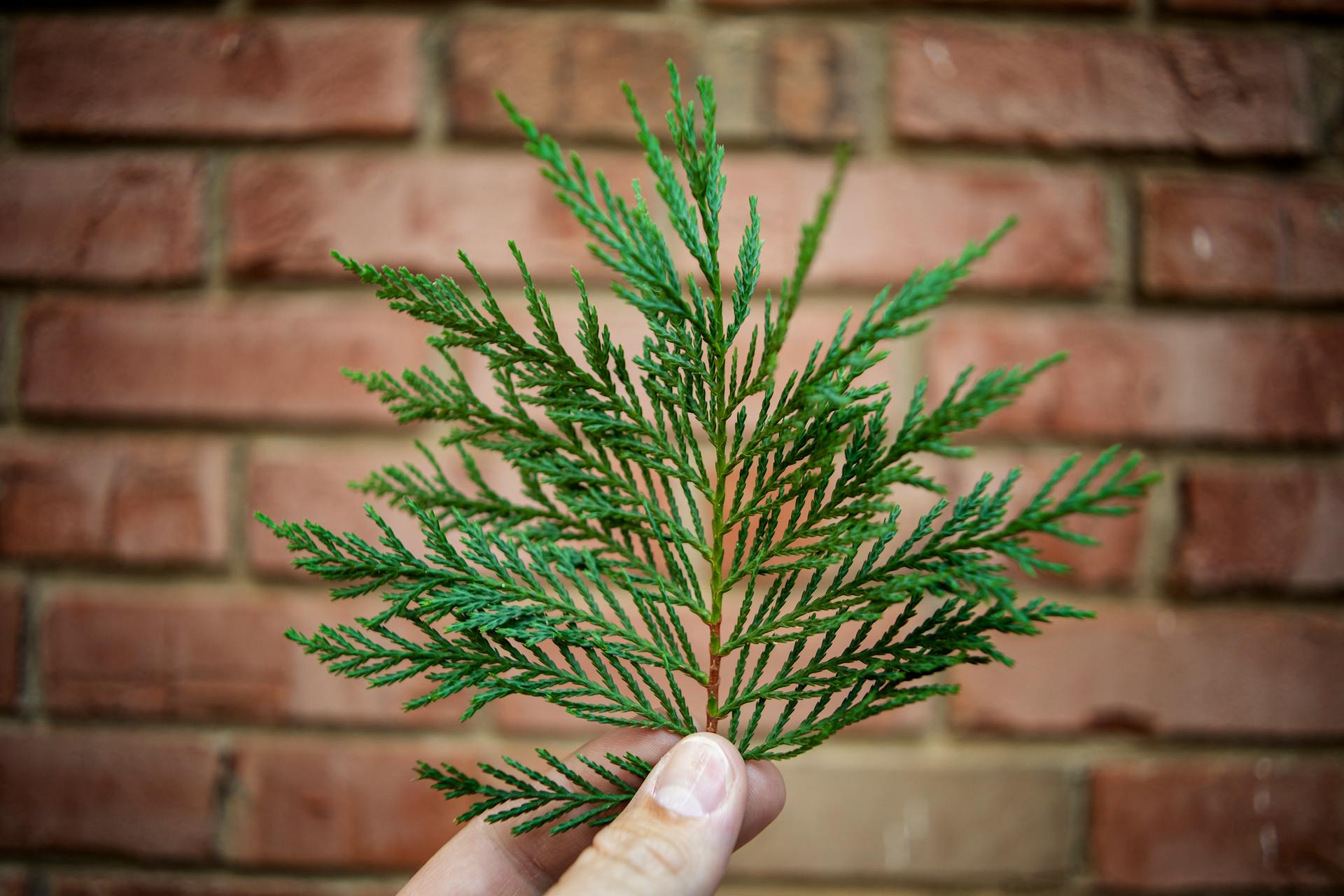 A hand holding a cedar leaf in front of a rustic brick wall, showcasing natural texture.