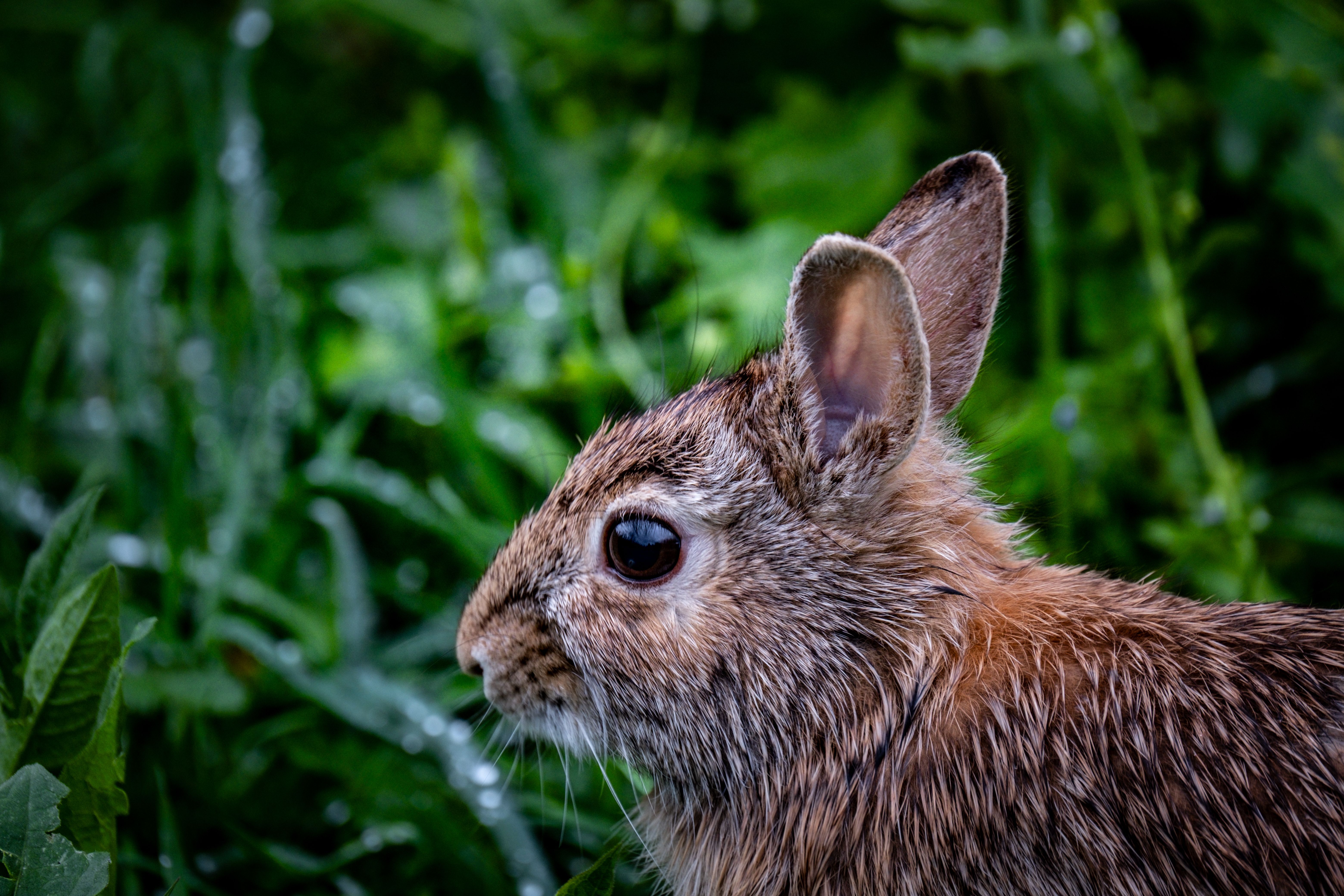 Rabbit on Meadow · Free Stock Photo