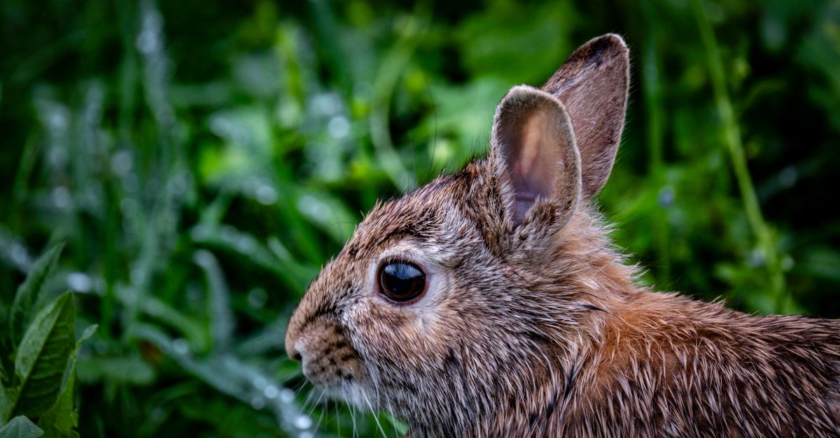 Rabbit on Meadow · Free Stock Photo