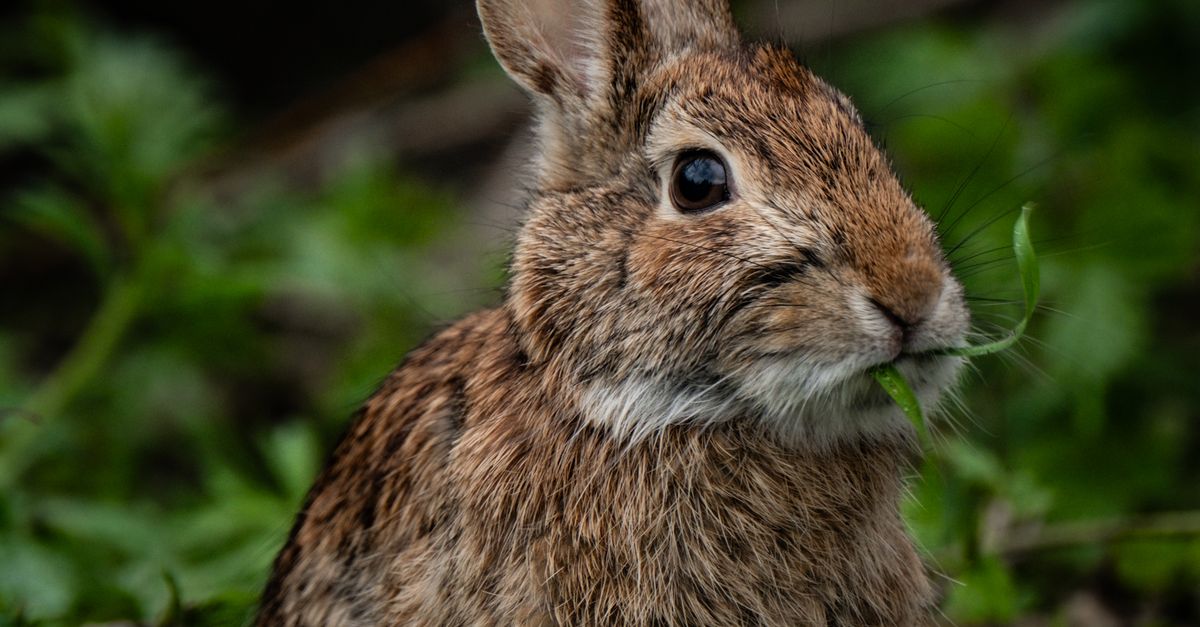 Small Brown Rabbit Eating Plants · Free Stock Photo