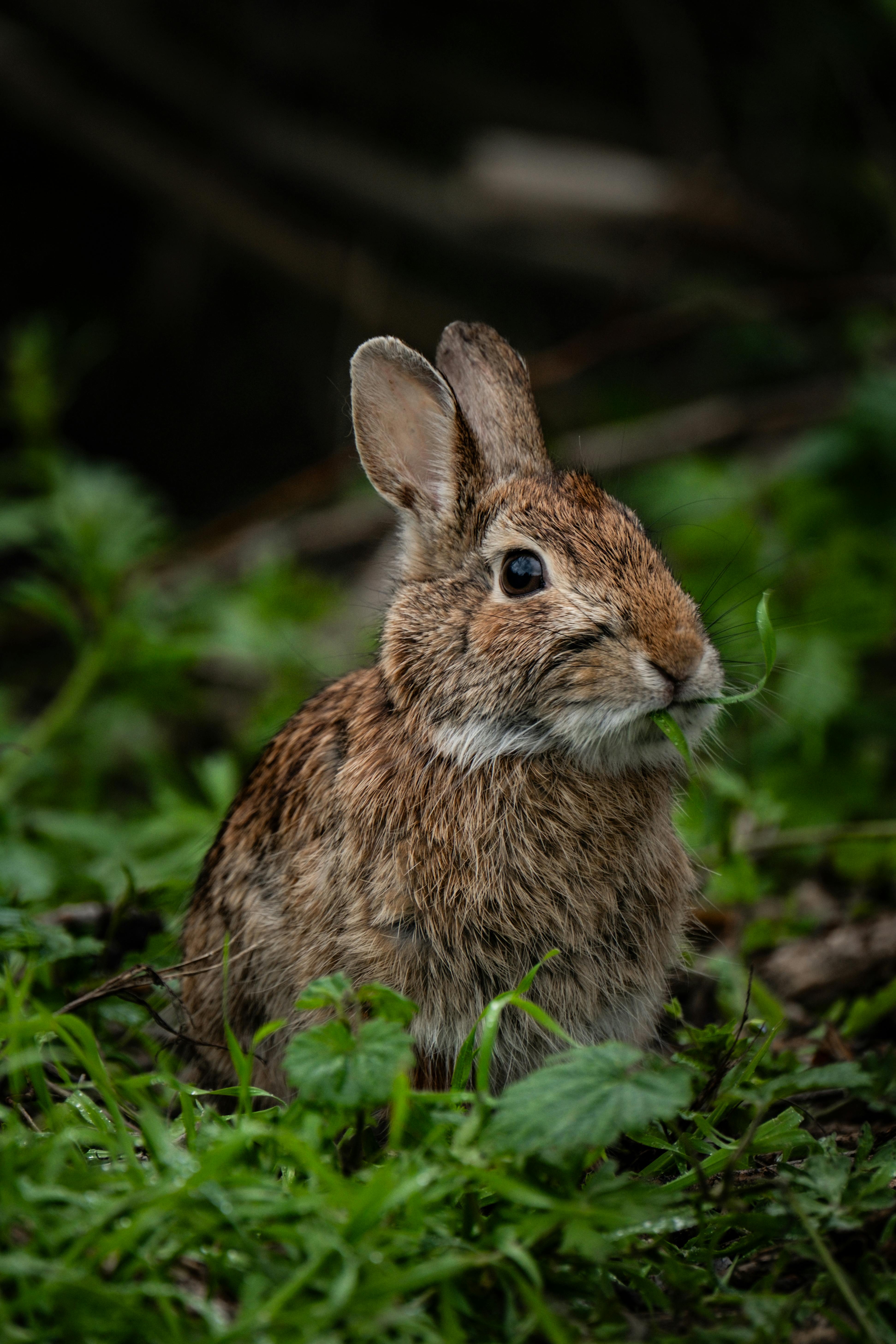Bunny Rabbit Eating Lobak Photos, Download The BEST Free Bunny Rabbit