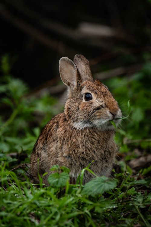 Free Cute brown rabbit in a lush green forest, showcasing wildlife charm. Stock Photo