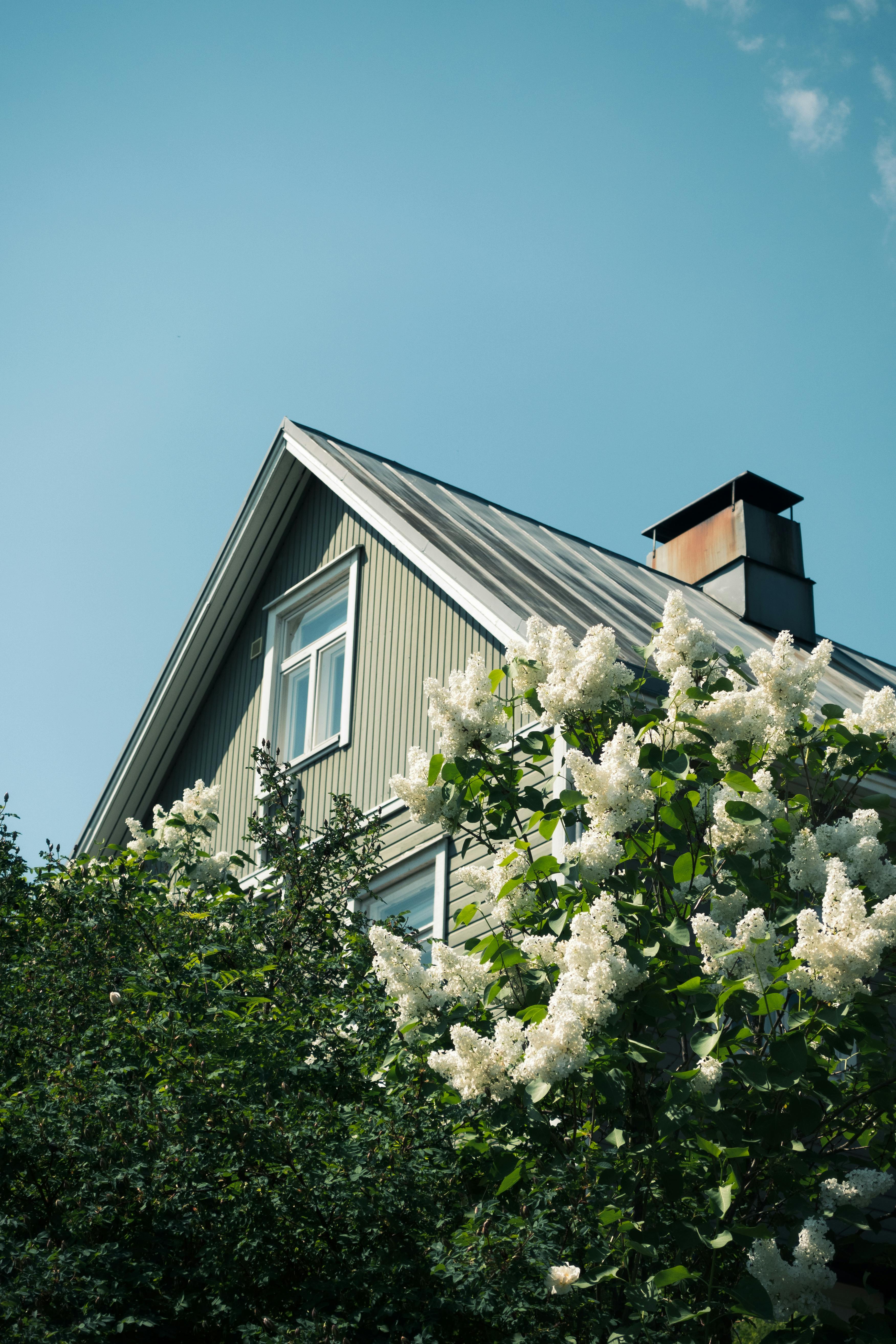 Scenic view of a Finnish house surrounded by blooming white lilacs under a clear blue sky.