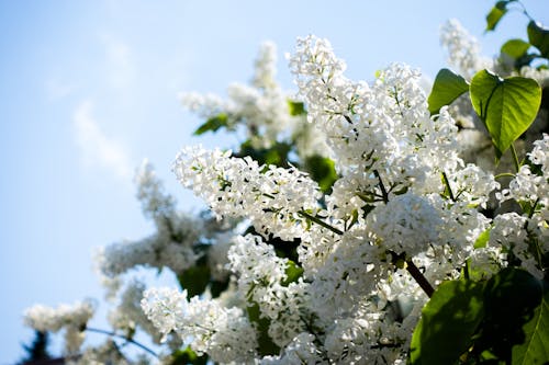 Foto d'estoc gratuïta de arbust, blanc, blau