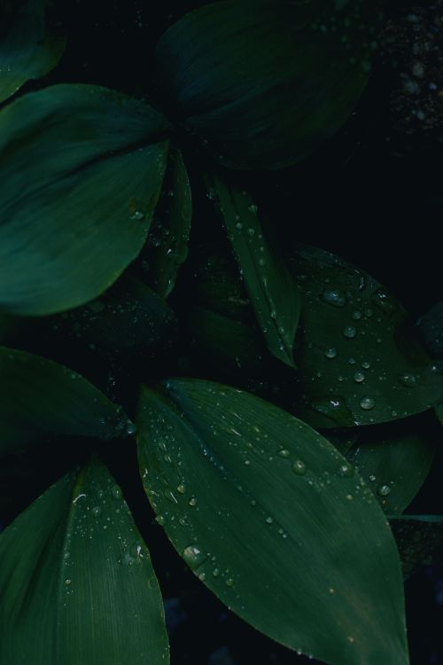 Free Macro shot of water droplets on vibrant green leaves, capturing nature's delicate morning dew. Stock Photo