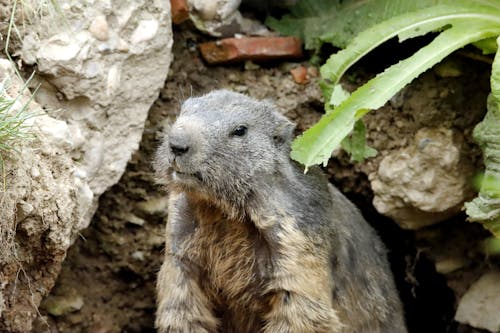 Бесплатное стоковое фото с marmotini