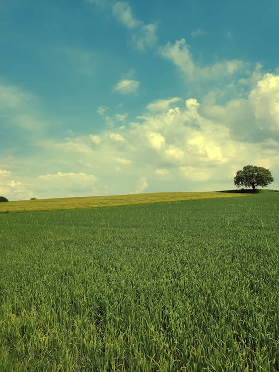 Photos gratuites de agriculture, blé, campagne