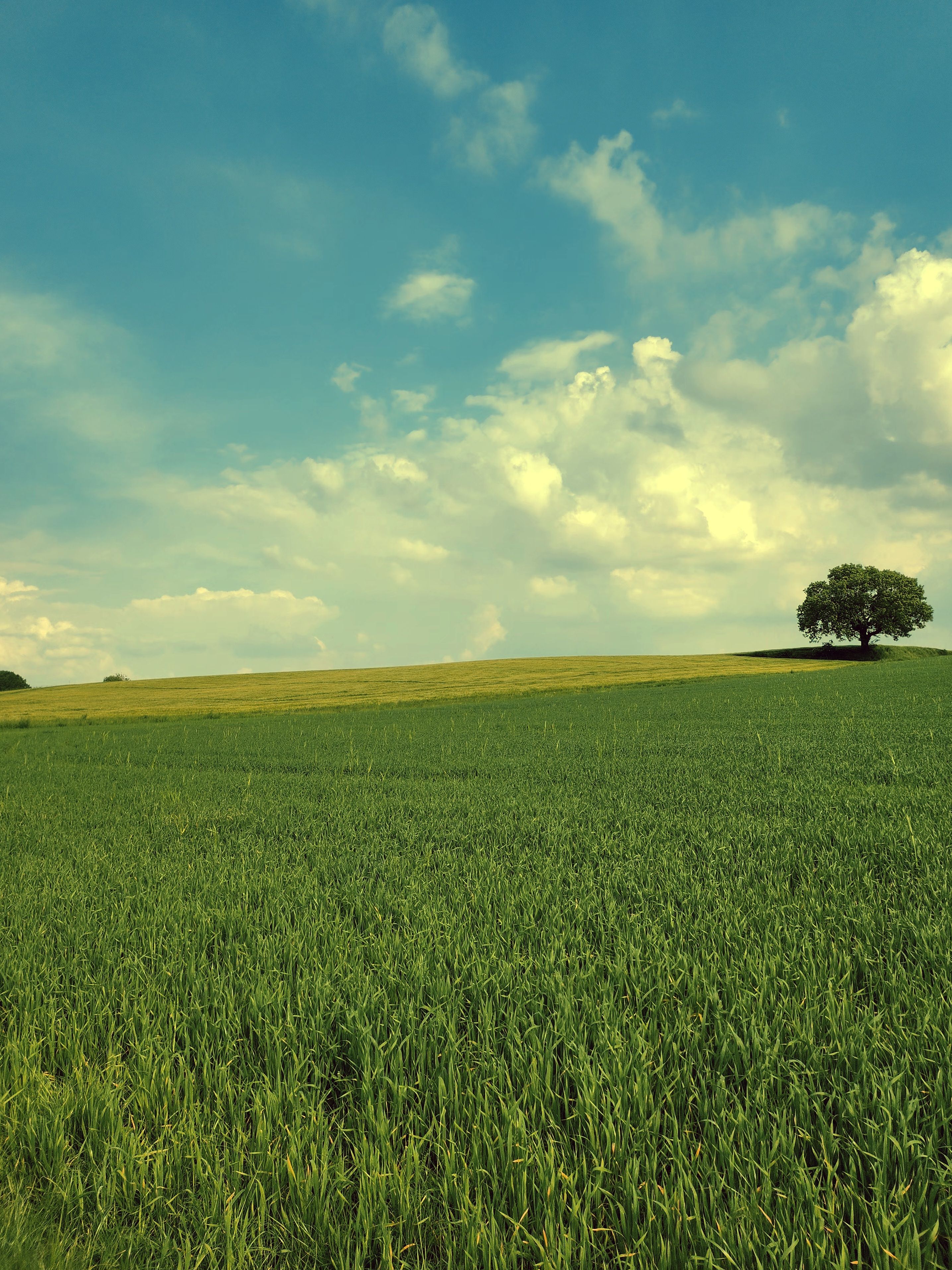 View of a Green Field in the Countryside in Summer · Free Stock Photo