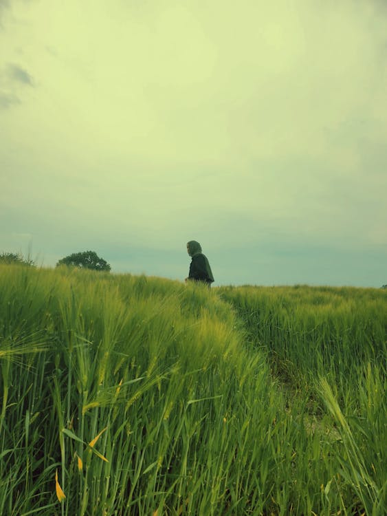 Immagine gratuita di agricoltura, alba, azienda agricola