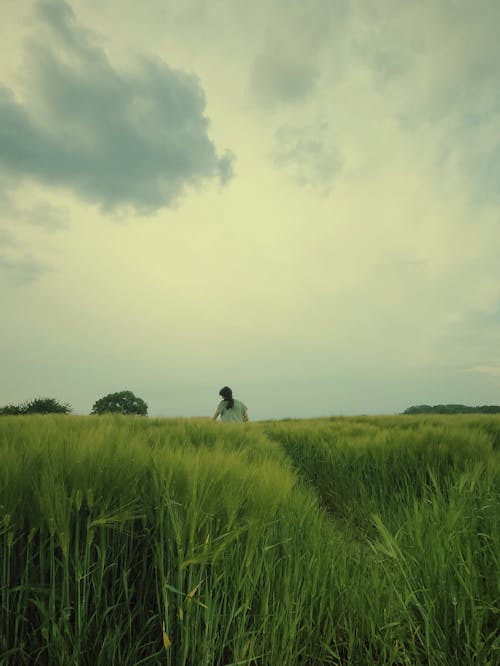 A person is standing in a field of wheat