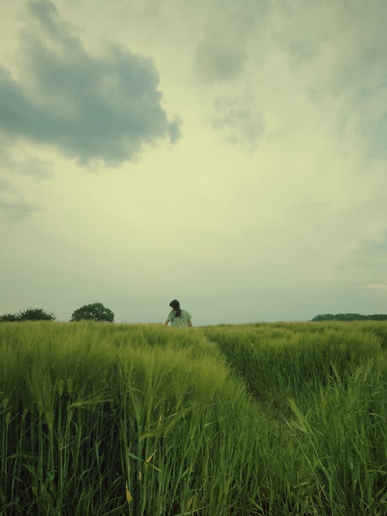 Foto d'estoc gratuïta de agricultura, arròs, blat