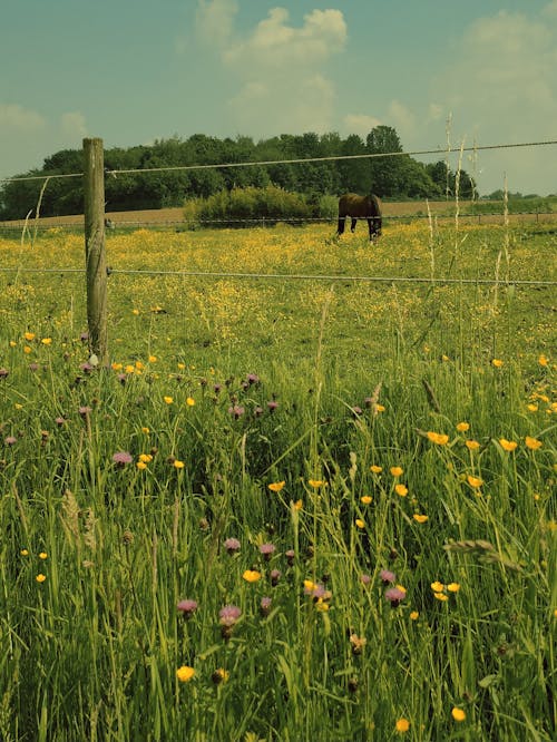乾草地, 夏天, 太陽 的 免费素材图片