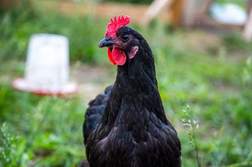Free stock photo of black, black and red, chicken