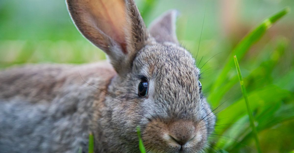 Closeup of Rabbit between Tall Grass · Free Stock Photo