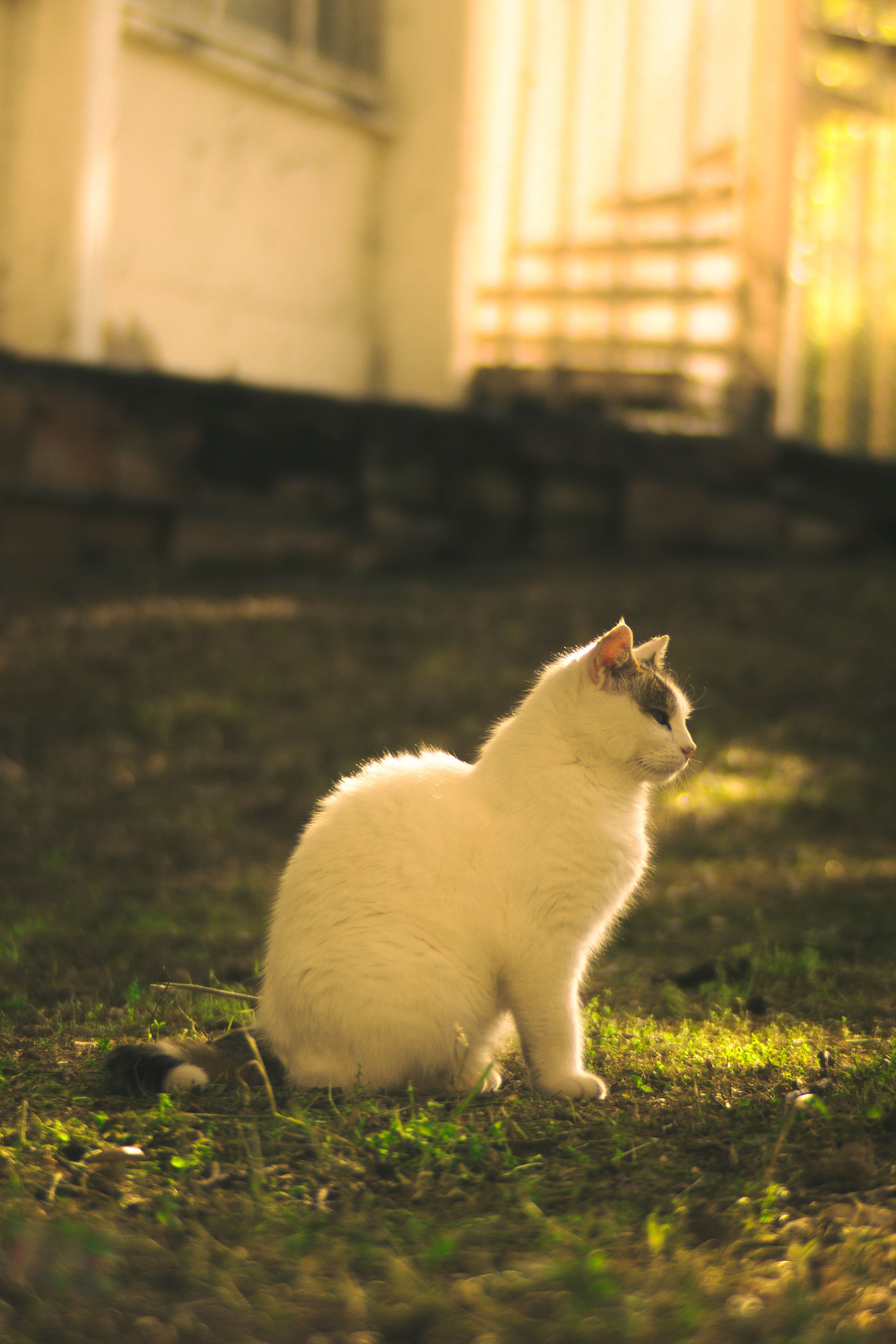 A Cat Sitting on the Grass · Free Stock Photo