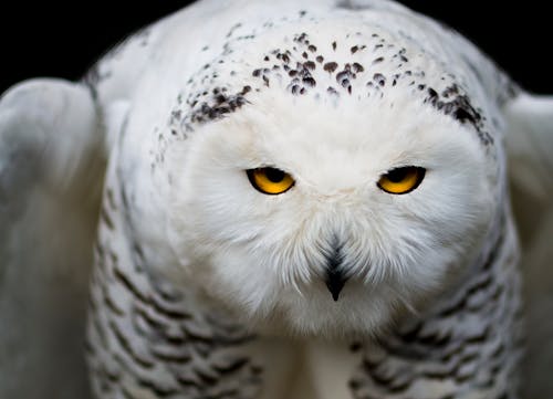 White Owl Close-up Photography