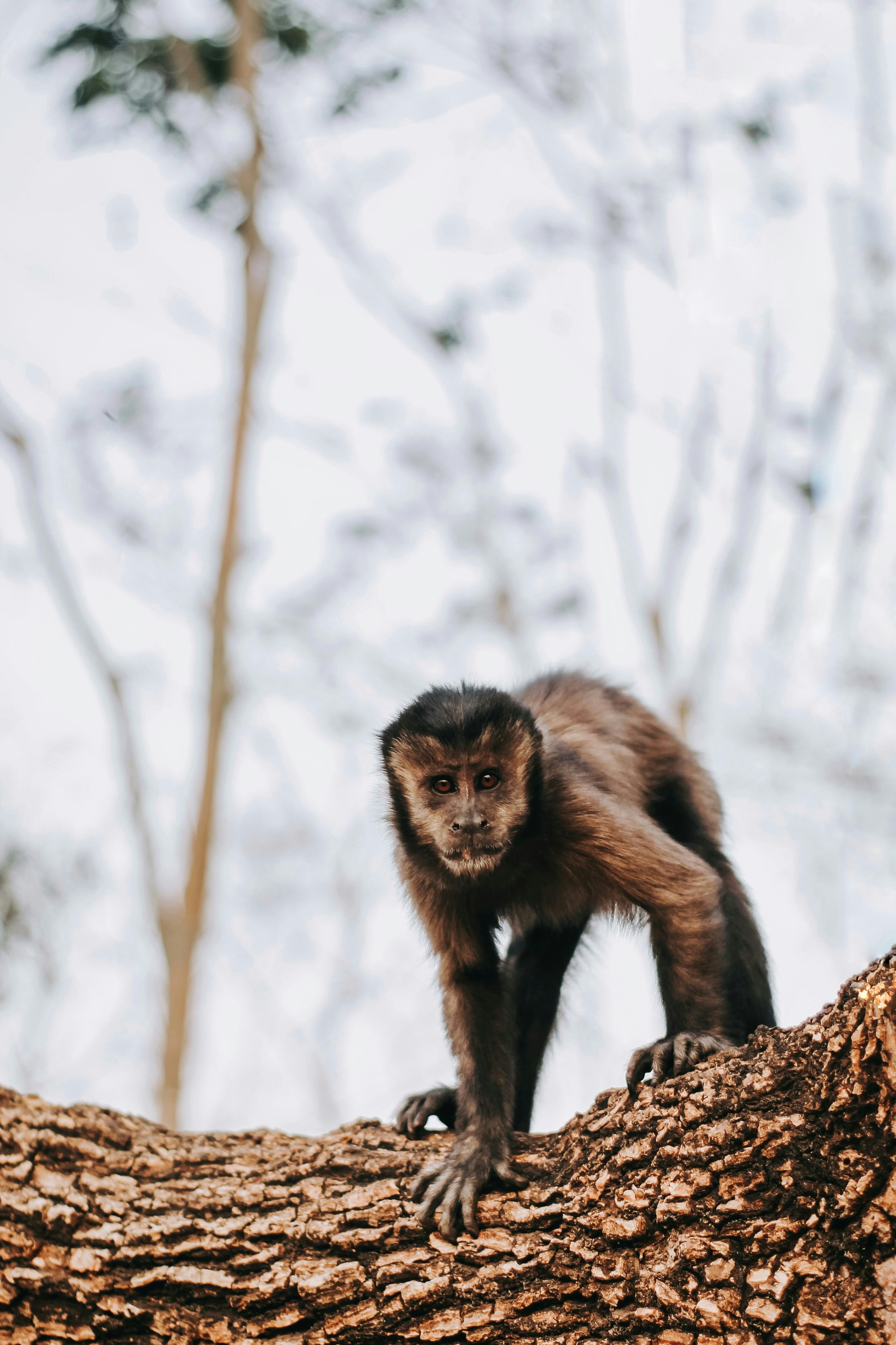 A tufted capuchin monkey perched on a tree trunk in a natural setting, showcasing its curious stance.