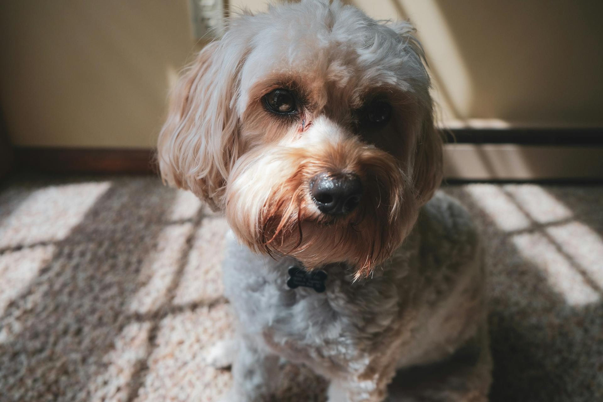 Close-up Photo of White and Brown Yorkshire Terrier Sitting on Carpet