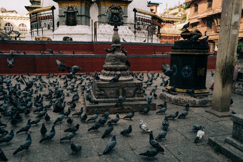 Бесплатное стоковое фото с kathmandu, архитектура, вода
