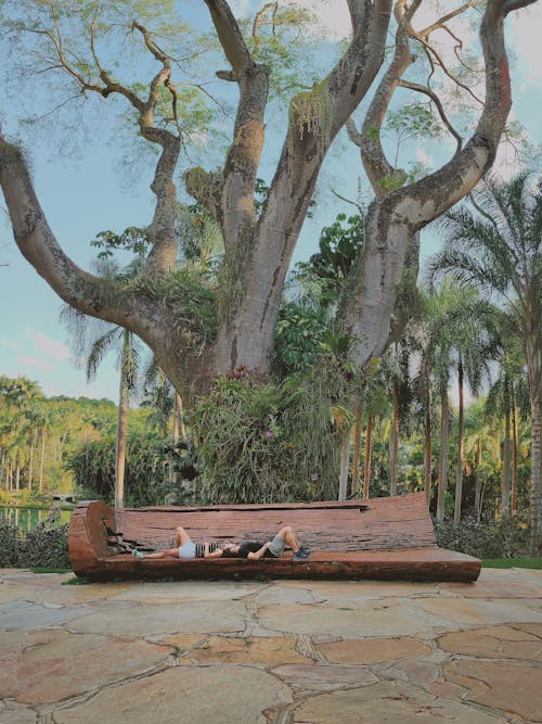Бесплатное стоковое фото с вода, дерево, древний