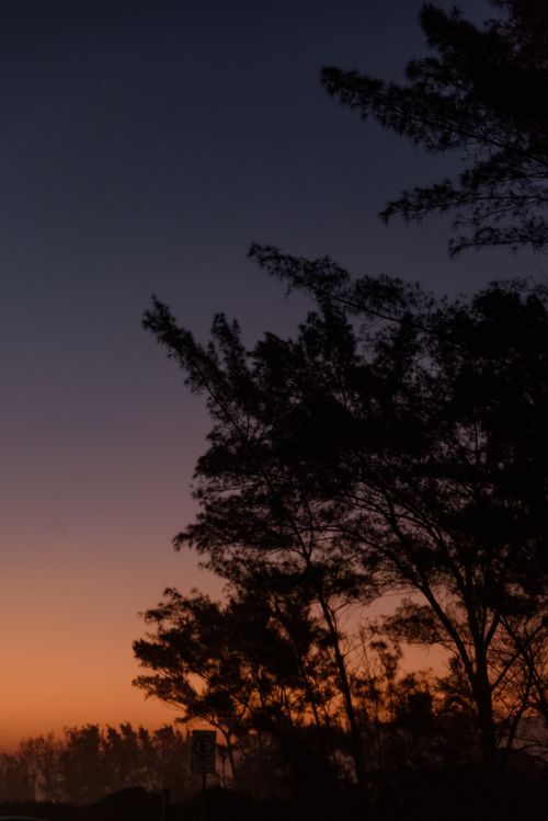 Free Silhouetted trees stand tall against a vibrant dawn sky, providing a serene rural landscape view. Stock Photo