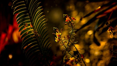 Green Fern Plant and Red Petaled Flower