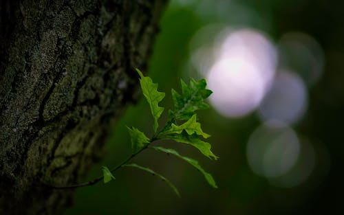 Selective Focus Photography Of Green Leaves