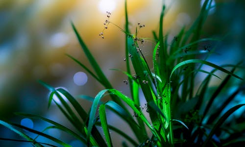 Selective Focus Photography of Green Plant