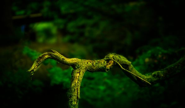 Close-up of a moss-covered tree branch with lush green background in a forest setting.