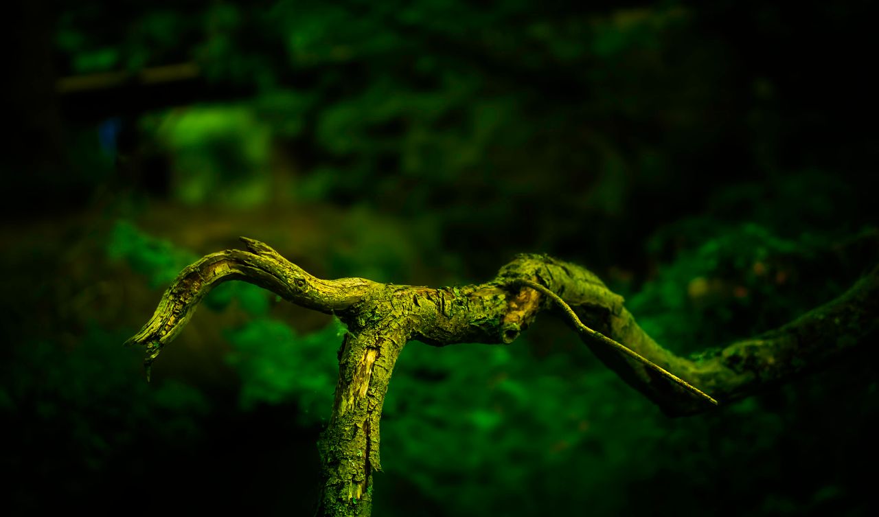 close up of a moss covered tree branch with lush green background in a