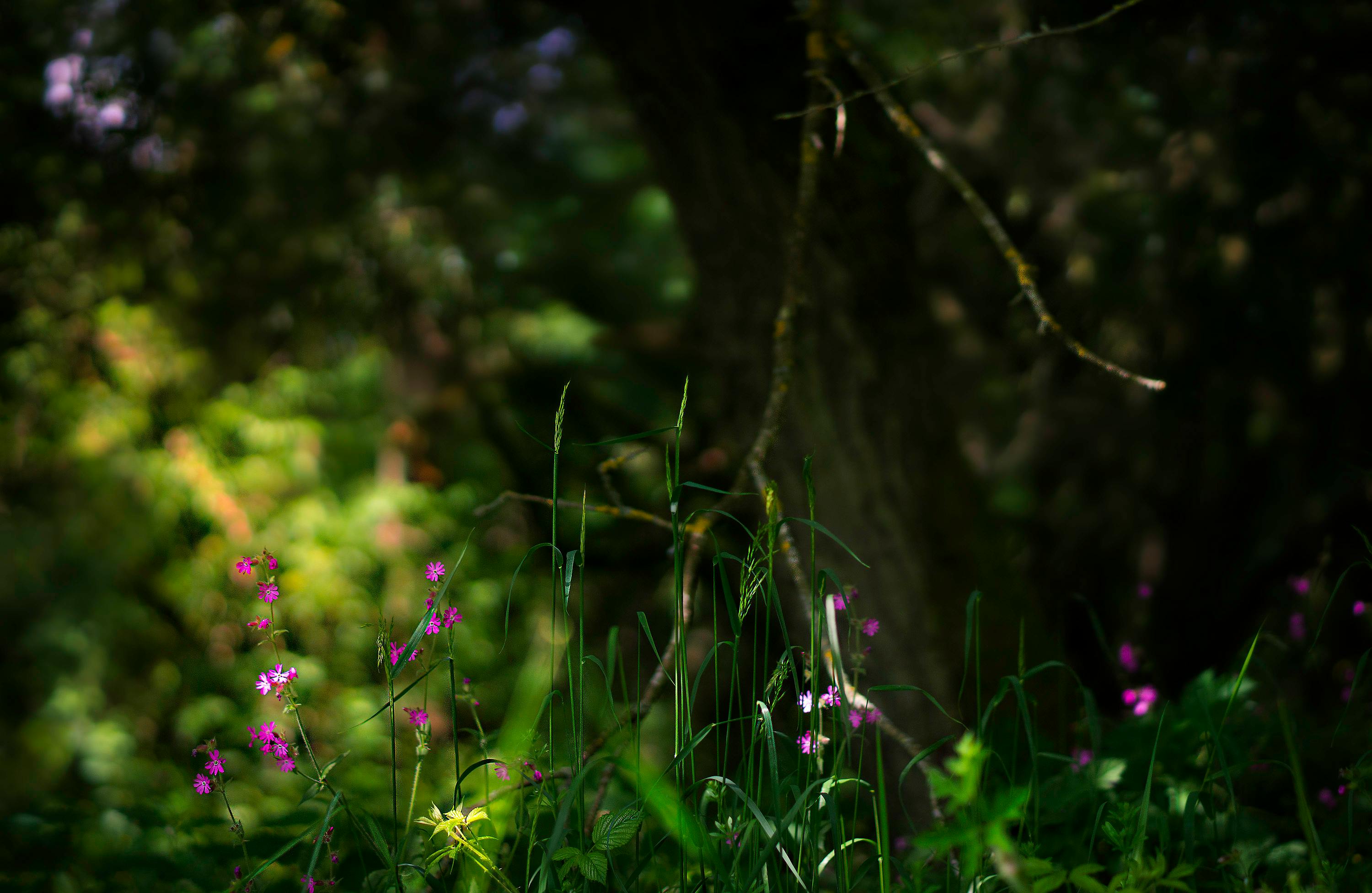 柔和的黎明照亮了宁静的森林，粉红的野花与郁郁葱葱的绿叶点缀其间