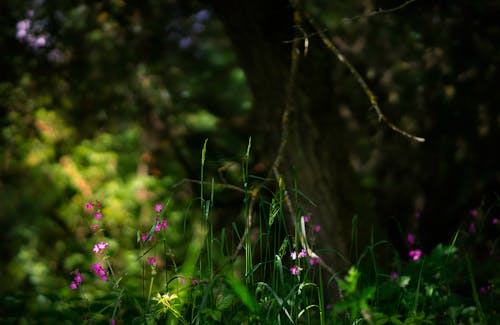 Pembe Yapraklı Bir çiçeğin Seçmeli Odak Fotoğrafı