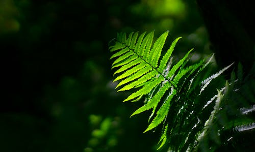 Shallow Focus Photo Of Green Plant