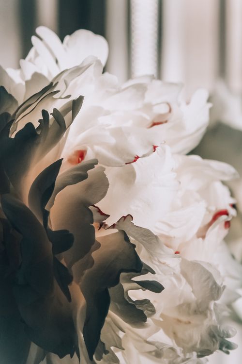 Free Elegant white peony with intricate petals captured in soft light, highlighting its natural beauty. Stock Photo