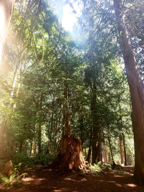 Runners crossing the finish line at a Mesa Race event with professional chip timing