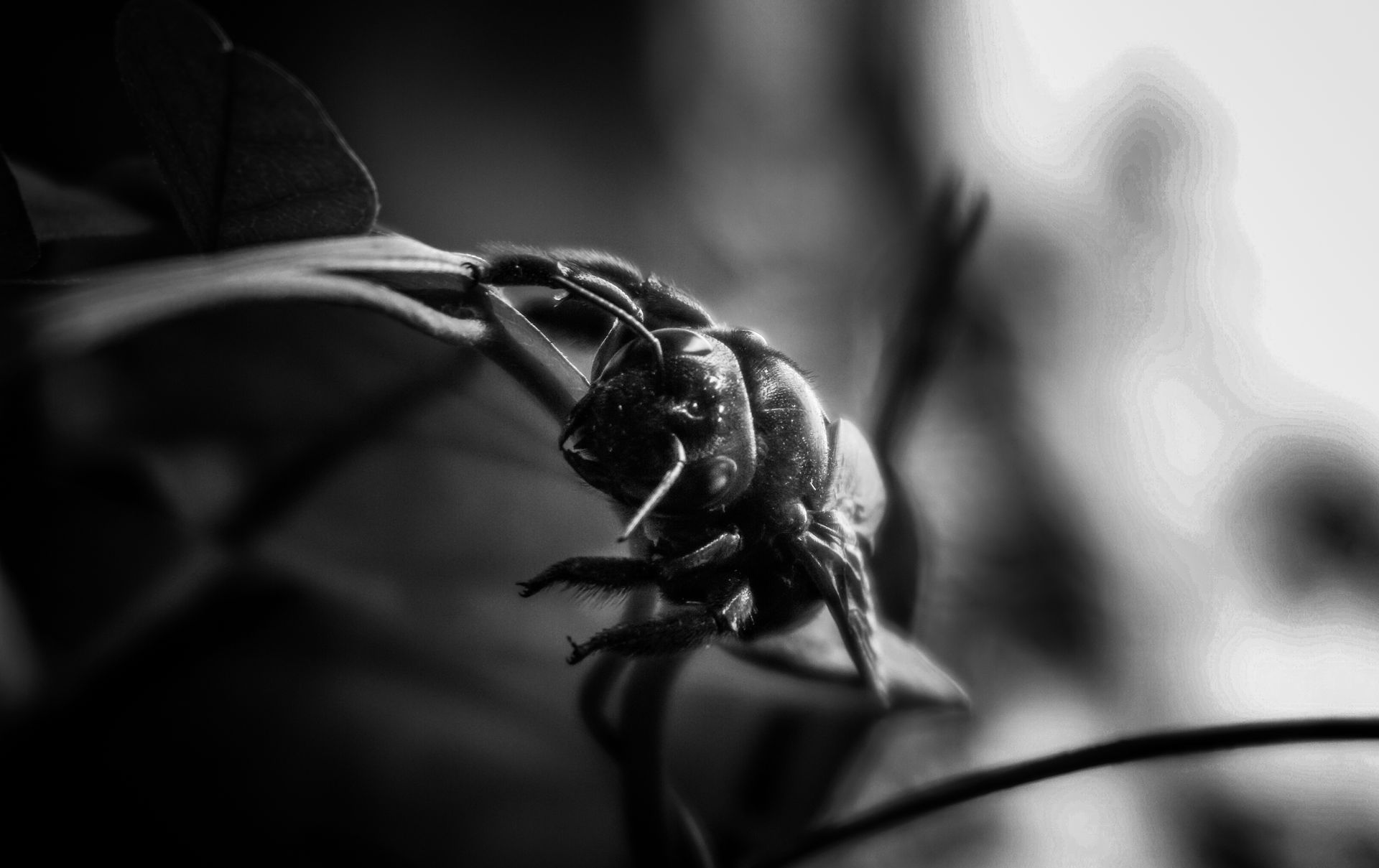 Close-up Photo Of Bug
