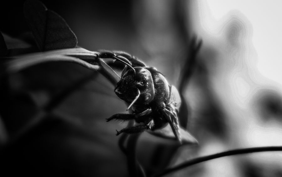 Macro photograph of a beetle on a leaf, shown in fine detail