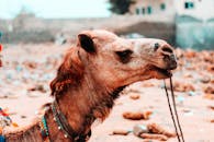 一个装饰着五颜六色珠子的阿拉伯骆驼特写镜头