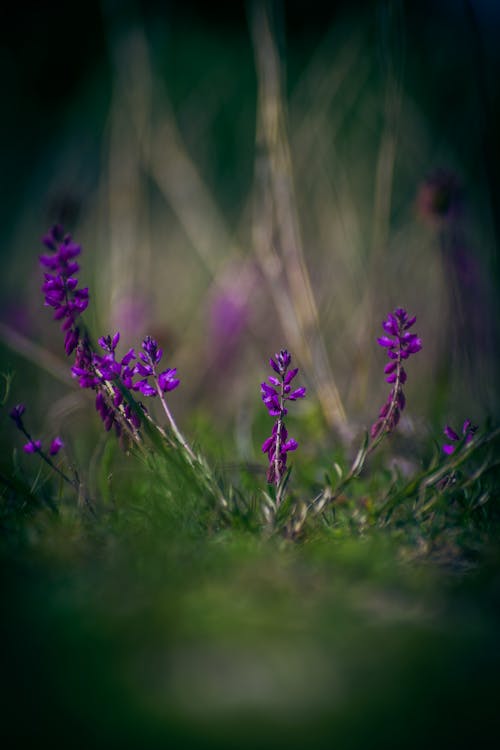 Foto d'estoc gratuïta de de prop, flor bonica, lila