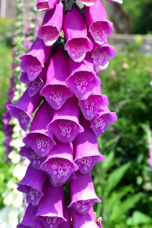 Kostnadsfri bild av blomma, foxgloves