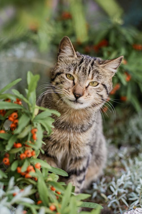 A cat sitting in a garden with berries