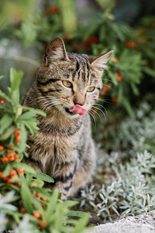 A cat with its tongue out in the bushes