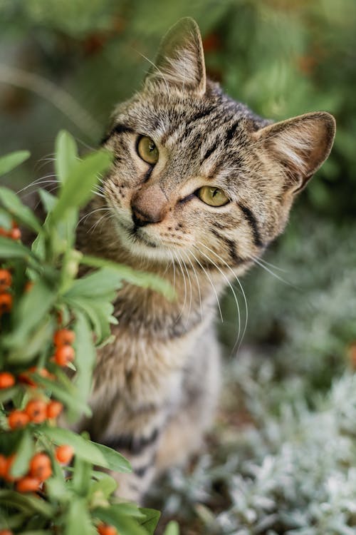 A cat is looking at the camera while standing in a bush
