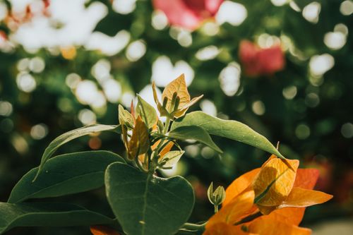 Free A detailed view of colorful leaves and flower buds with bokeh background, capturing a warm sunny ambiance. Stock Photo