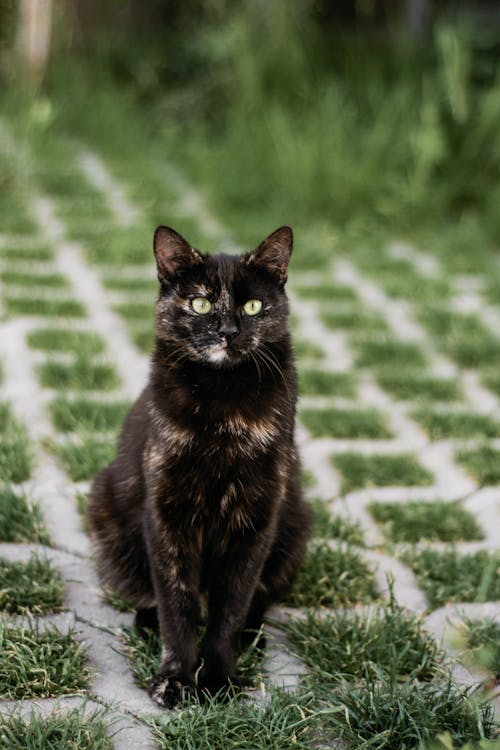 A black cat sitting on a grassy area