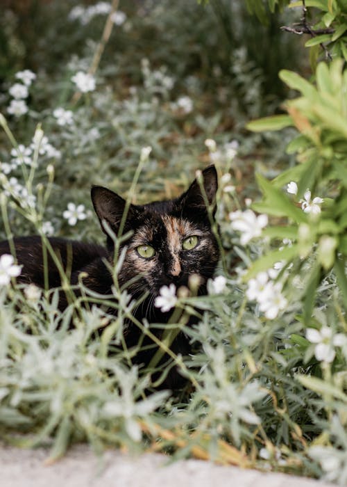 A black cat is hiding in some flowers