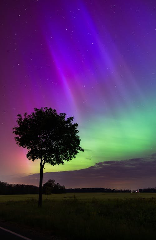 Immagine gratuita di albero, aurora boreale, campo