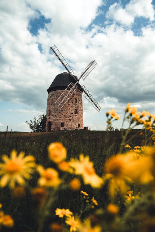 A windmill in the middle of a field with yellow flowers