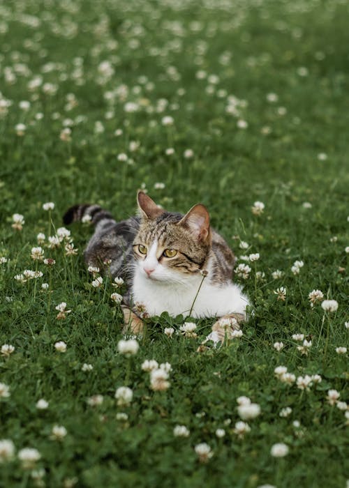A cat laying in a field of flowers