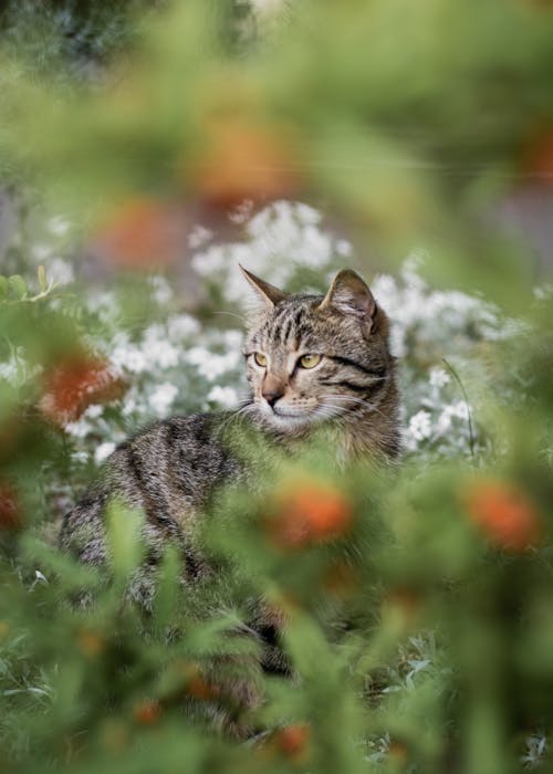 A cat is sitting in the middle of some flowers